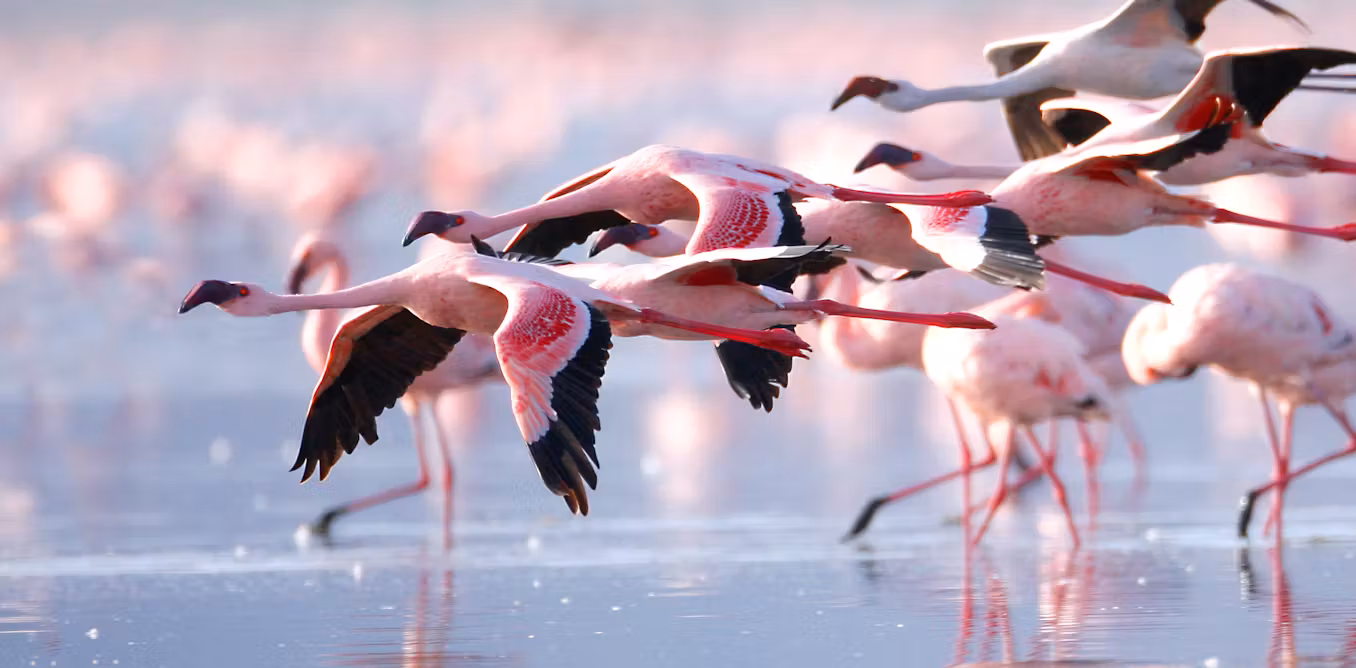 A family’s solo quest to preserve Homa Bay swamp that homes flamingos