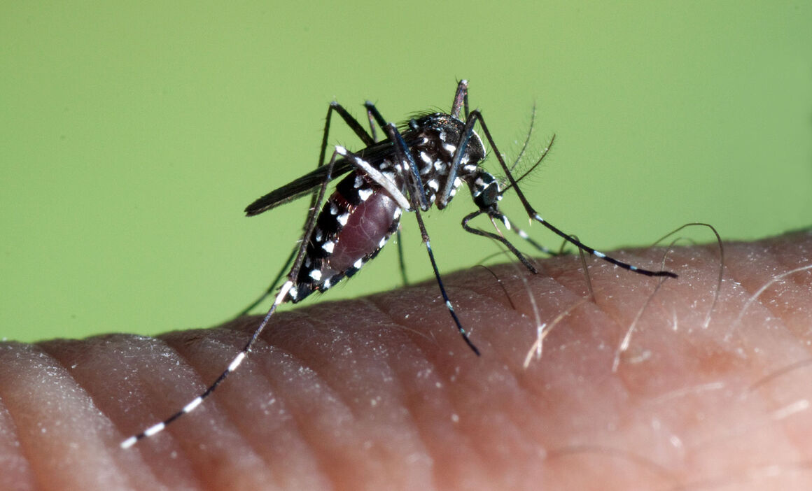 Chemical attracts mosquitoes, could end malaria