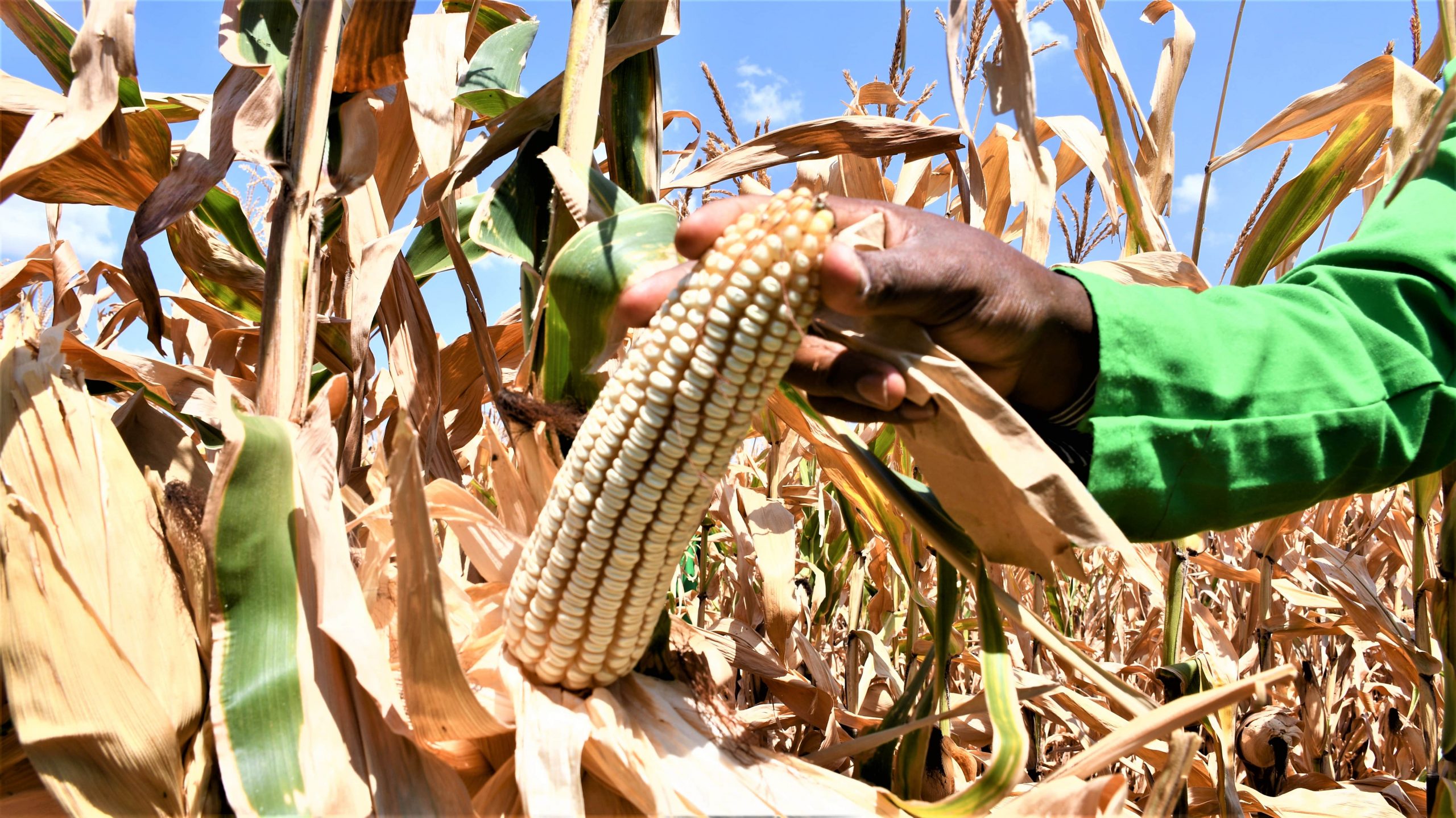 Is Africa ready for GM?