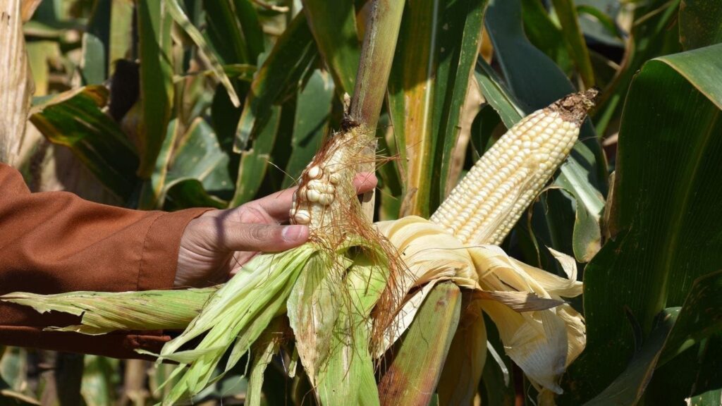 Research needed to tackle maize lethal necrosis in East Africa