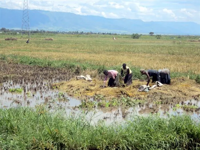 Rice farmers lose harvest to floods