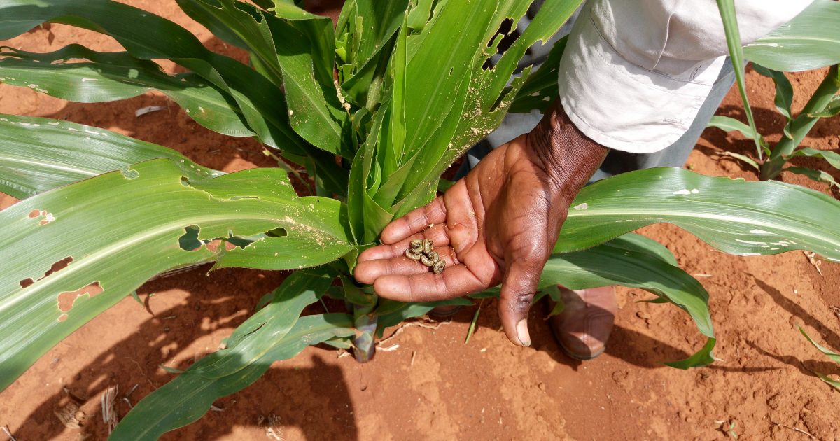 Worry as deadly parasite invades farms