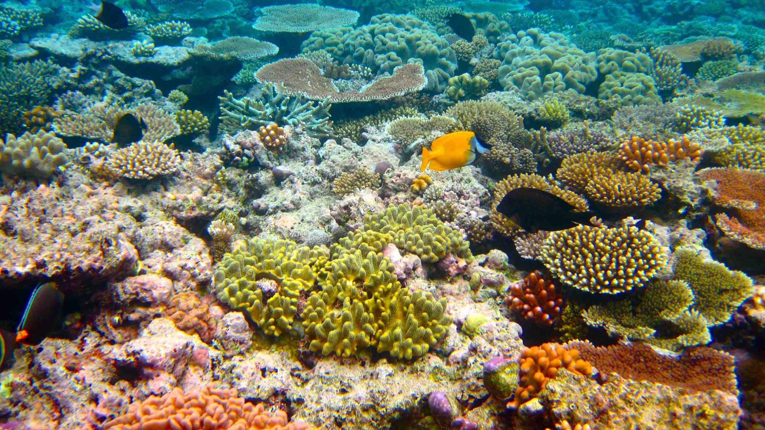 Coral reef restoration can save lives, livelihoods