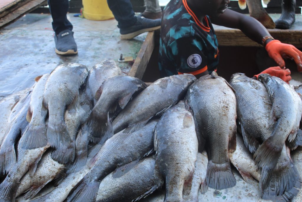 I owe my children’s education success to fish
